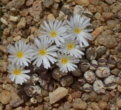 conophytum-albifllorum-arm1142-krakeelklip-cr2012_800.jpg