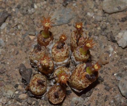 conophytum-armianum_w580_h485.jpg