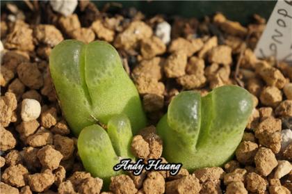 Conophytum devium (littlewoodii) SB1614 Jakkalswater 佛肚风铃.jpg