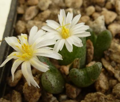 Conophytum albiflorum ARM 444 CR.jpg