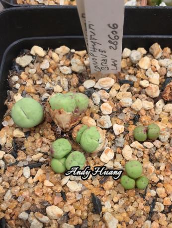 Conophytum breve LAV 28606-1.jpg