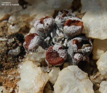 Conophytum armianum R&Y.2022 SE Grashoek.jpg