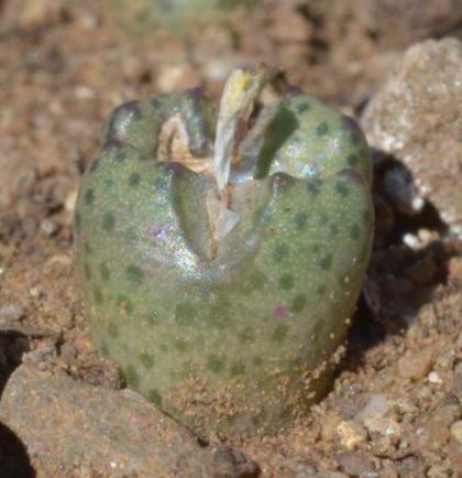 Conophytum albiflorum ARM 1142 Marc Mougin.jpg