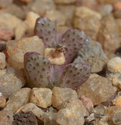 Conophytum albiflorum HH 5194.jpg