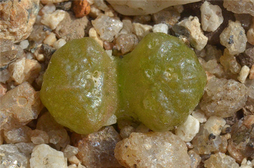 点击查看原图 Conophytum rugosum R&Y 1969 -1.jpg