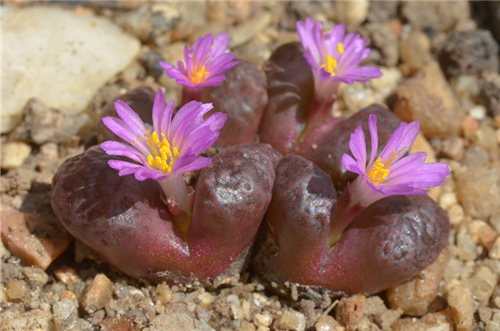 点击查看原图 Conophytum rugosum R&Y 1969.jpg