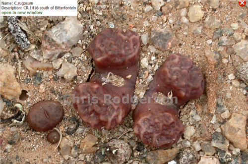 点击查看原图 conophytum rugosum CR1416 -1.jpg