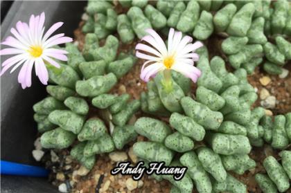 Conophytum tantillum subsp.eenkokerense SB1191 Konkyp 小E 1.jpg