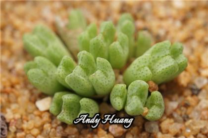 Conophytum tantillum subsp.eenkokerense SB1191 Konkyp 小E.jpg