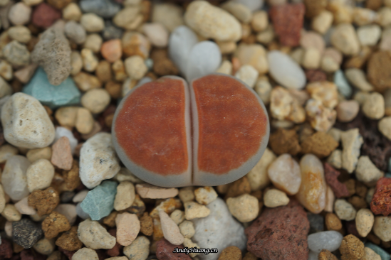 生石花植物学名称分类(修订完整版,包括所有种、亚种、变种的译名)